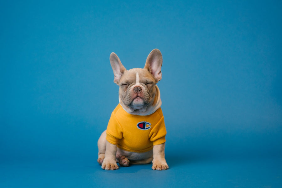 Miks mu koer kratsib nii palju? Ja mida sellega teha